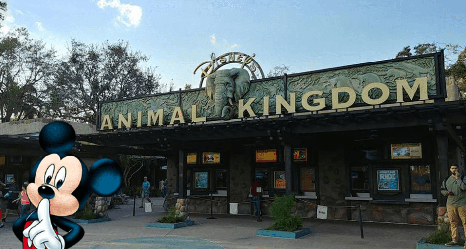 The Secret Entrance Into Disney's Animal Kingdom • 