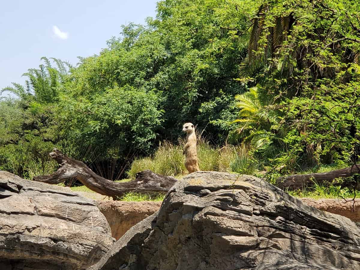 Gorilla Falls Exploration Trail at Disney's Animal Kingdom