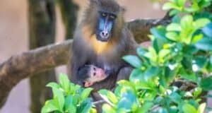 Mandrill Monkey and baby Saffron